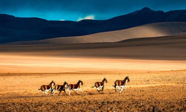 Tibet Wildlife Safari Tour